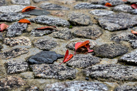 Autumn leaves on the ground at Chion-in