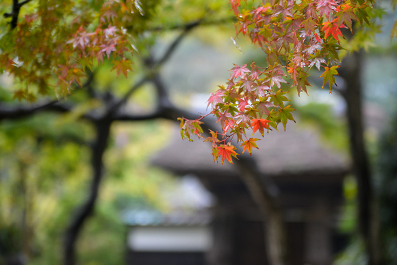 Start of Autumn, Kamakura
