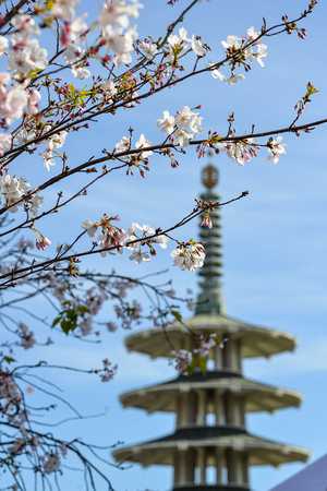 Sakura with Peace Pagoda backdrop