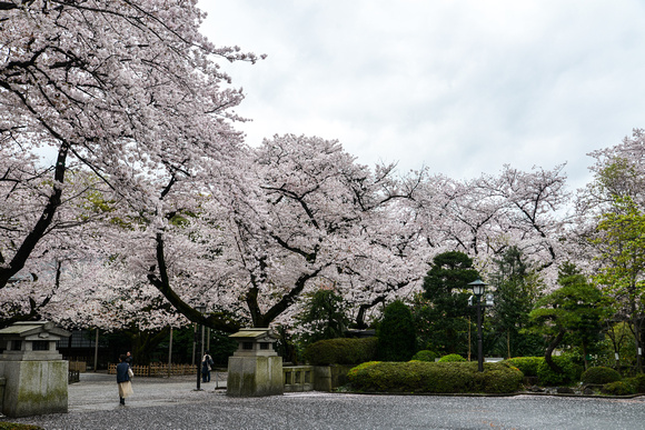 Sakura at Yasukuni Shrine