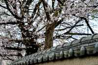 Cherry blossoms over traditional wall