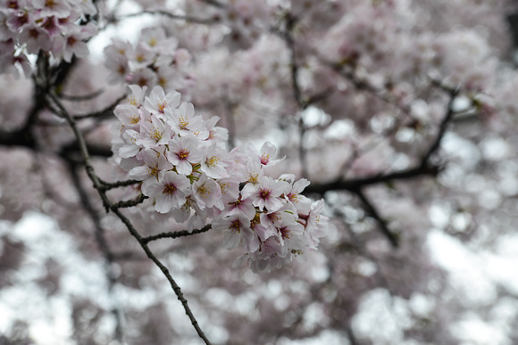 Sakura (Cherry Blossoms)