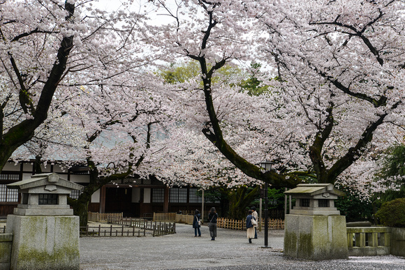 Cherry Blossoms - Yasukuni Shrine