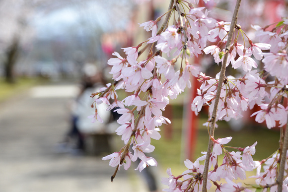 Sakura blooming in Shiroishi