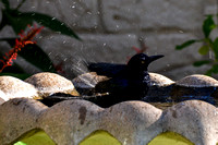 Bathtime Bird II