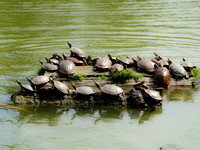 Kame (Turtles) resting in Sarusawa Pond