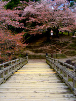 Sakura in Nara Park (奈良公園)