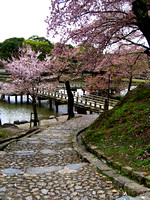 Sakura covered path