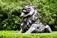 Lion outside of the National Zoo
