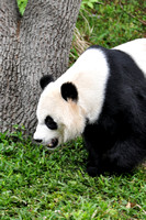 Mei Xiang - Female Giant Panda