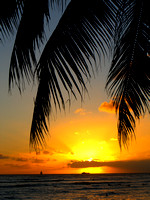 Waikiki Palms and Sunset