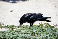 Crow dining on insects