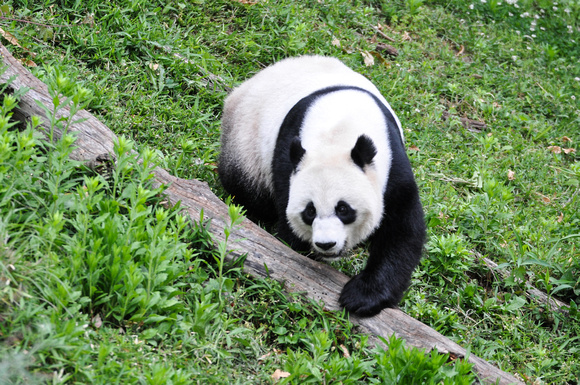 Mei Xiang on the move