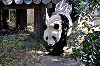 Panda on the move