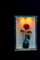 Flower behind glass