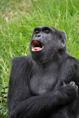 Gorilla having a laugh?