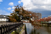 Tree hanging over the Ninomaru moat - Odawara Castle