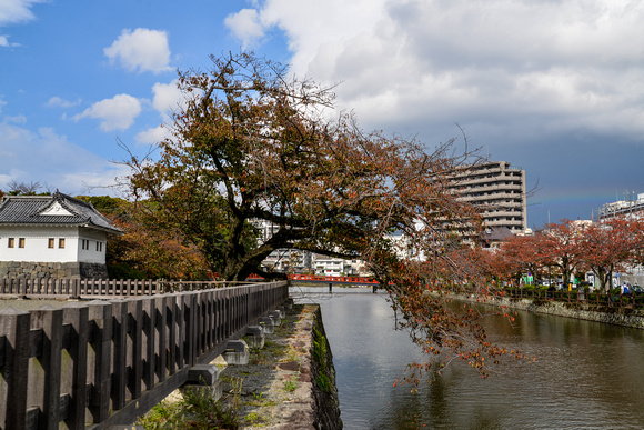 Tree hanging over the Ninomaru moat - Odawara Castle