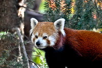 Red Panda World