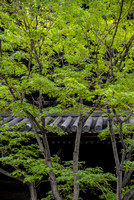 Momiji tree near the main gate