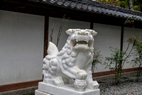 Japanese Lion Dog