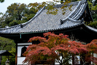 Autumn color of Kodai-ji