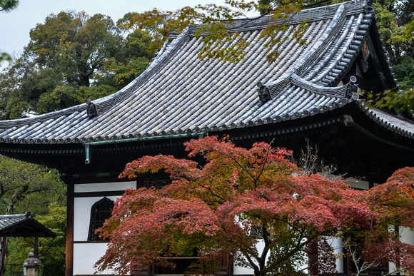 Autumn color of Kodai-ji