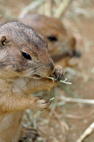 Black-tailed Prairie Dog's at lunch