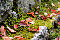 Autumn leves among moss covered stones