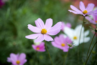 Cosmos in bloom