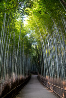 Walk though the Bamboo Groves