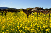 Fields of Mustard & Grape Vines