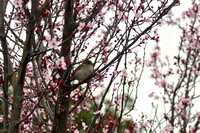 Bird in Sakura