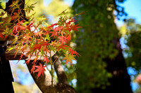 Autumn