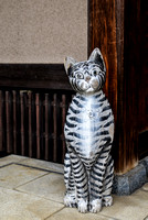 A curious cat