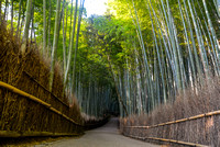Bamboo Groves of Arashiyama