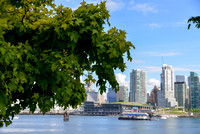 Maple Tree and Vancouver Cityscape