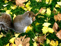 Lincoln Park Squirrel