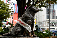 chūken Hachikō - "faithful dog Hachikō"