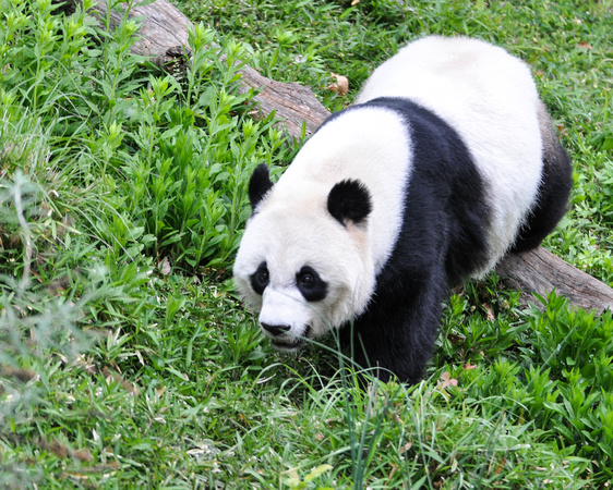 Cheerful Mei Xiang