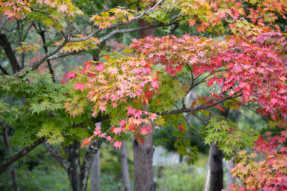 Autumn color at Tenru-ji