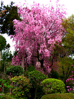 Sakura at Ryoanji