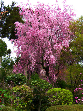 Sakura at Ryoanji