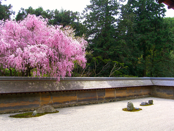 Ryoanji in Spring