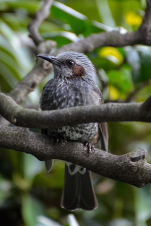 Bird resting at Matsuchiyama Shoden