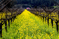 Spring arrives in Napa Valley
