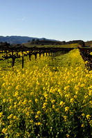 Of Mustard and Vines