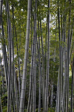 Bamboo Grove at Kodai-ji